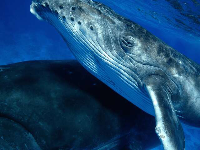 Tahiti Shark Expeditions