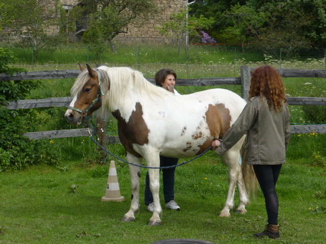 Equitation - Ferme équestre Les Fougères