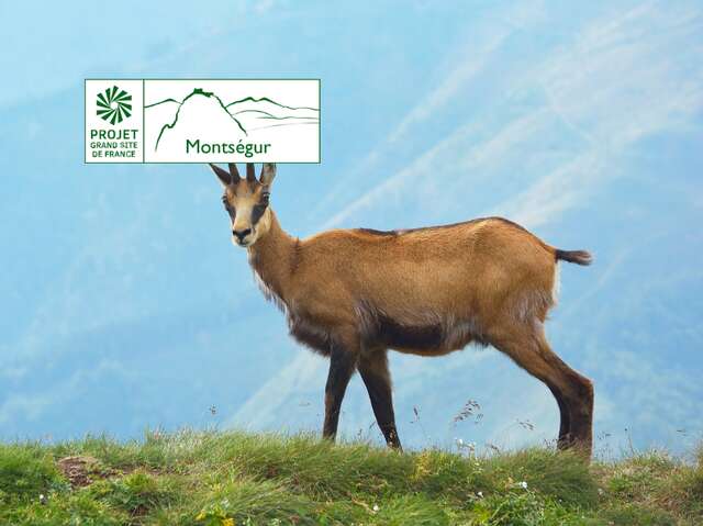 A la découverte de la faune des sommets du Grand Site