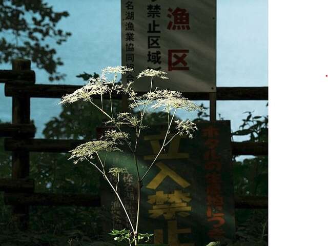 L'écologie des relations, la forêt amante de la mer