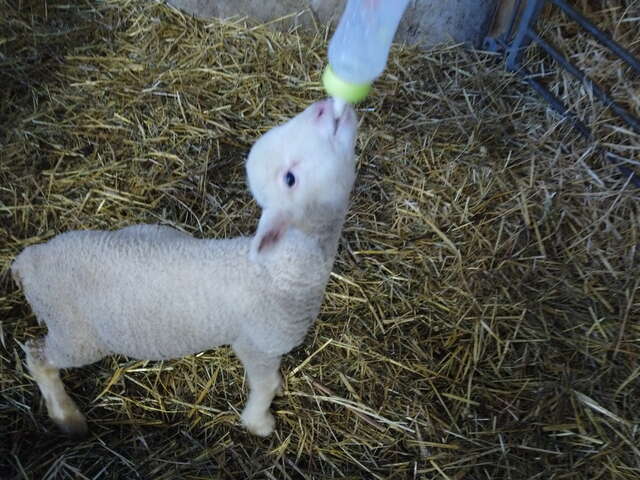 Visite de la ferme Flouka