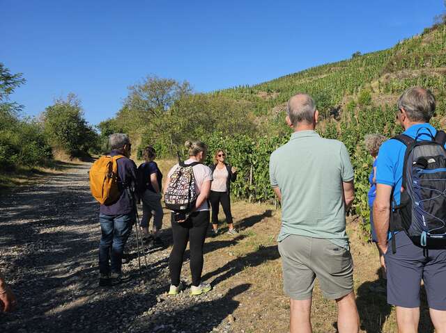 Wine Walk at Domaine Grenier