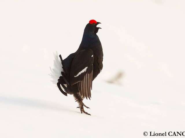Bergkino – Vortrag „Le Grand Marais”