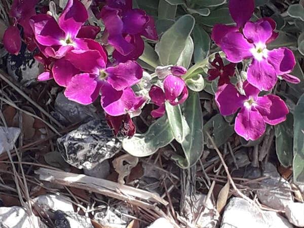 Sortie nature du Muséum :  découverte botanique sur les îles du Frioul (Marseille)