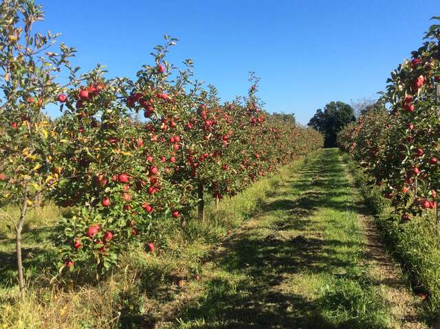 La Pommeraie de Charlotte