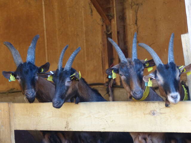 GAEC Ferme de la Gourette