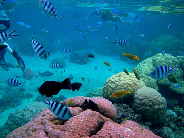 Coral reef