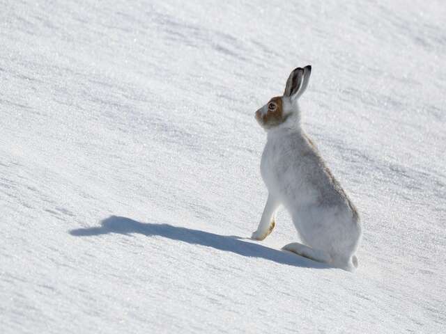 Maraudage en Réserve Naturelle : Sur la piste du sauvage