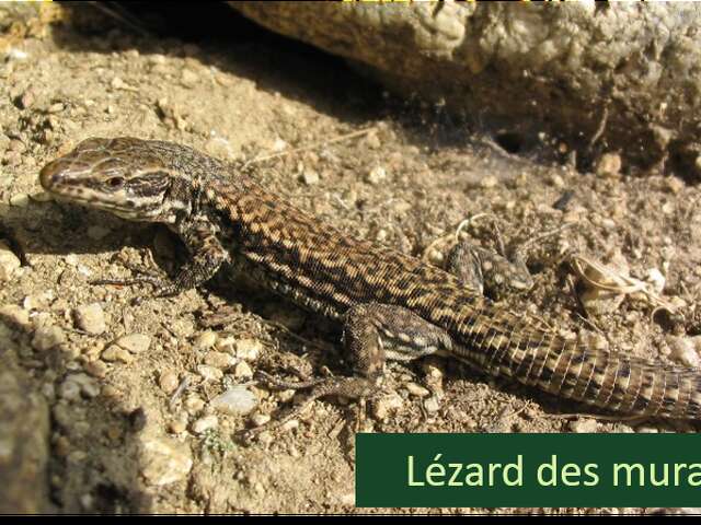 Opération Sang-Froid : mission reptiles à Combloux !