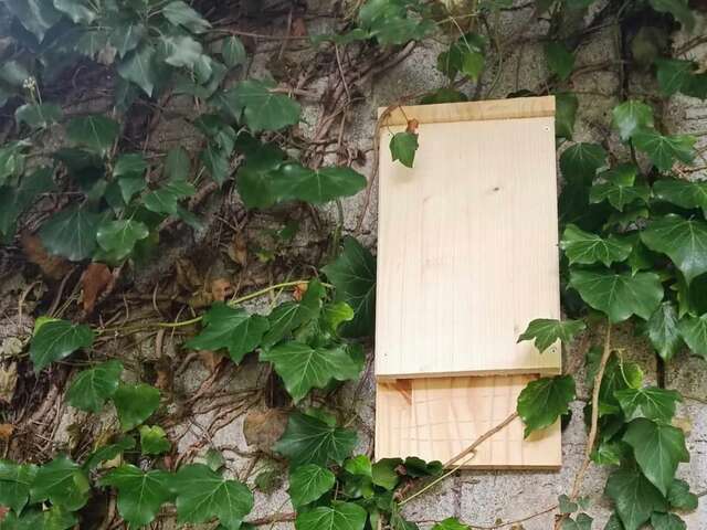 Animation nature: Construction de gîte à chauves-souris