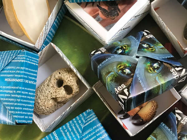 Petits jeux Muséum "Mers et océans"