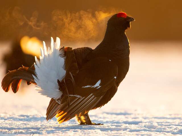 Animation "L'hiver du Téras lyre"