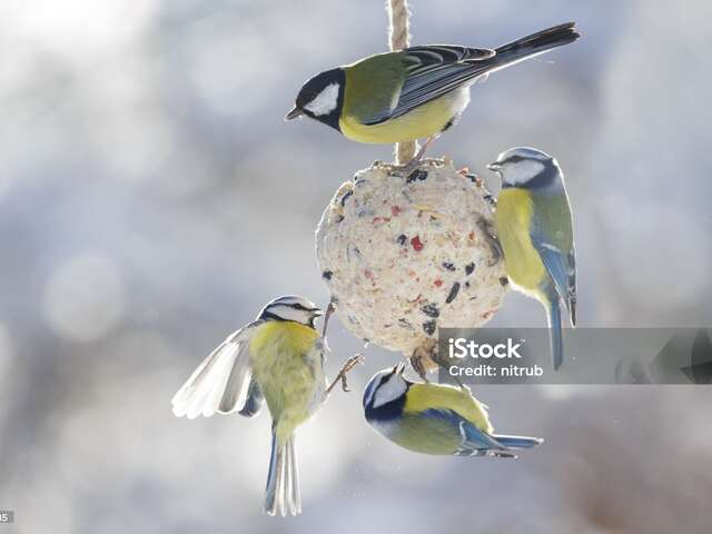 Atelier boule de graine à oiseaux pour l'arbre de Noël