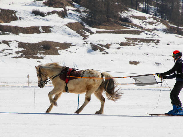 Activité ski joëring équin