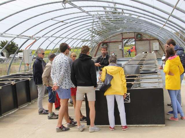 Visite guidée de la ferme aquacole et dégustation d'huîtres par la Ferme des Baleines