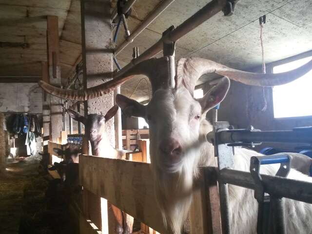 Visite de la Ferme de Melle Clémence