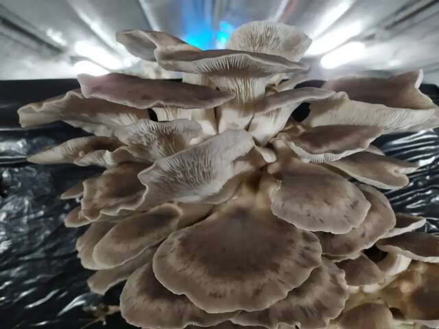 Moussoune productions - Champignons