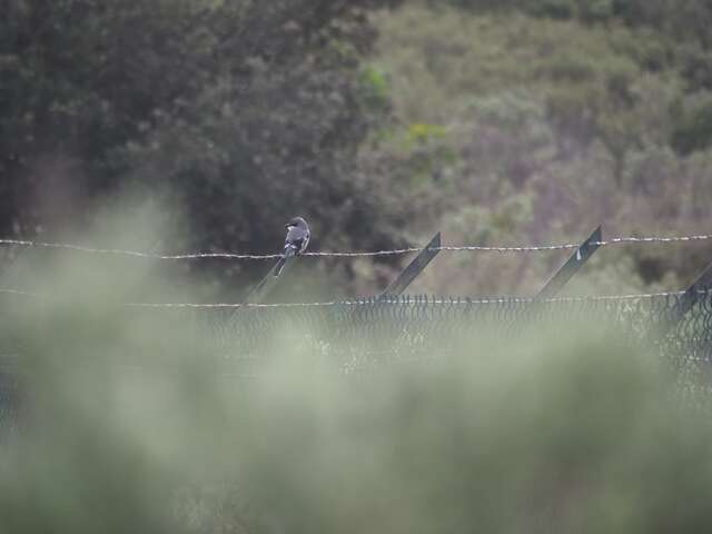 Sortie naturaliste "avifaune de la chaîne de l'Étoile"