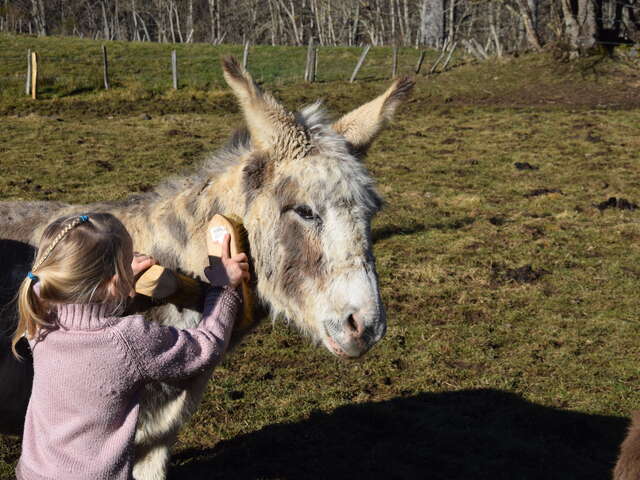 Immersion dans un troupeau d'ânes et chevaux