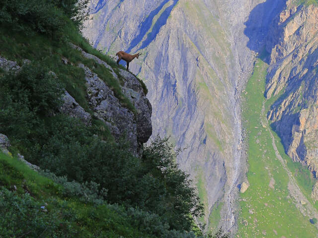 Les Chamois matin - Randos Champsaur