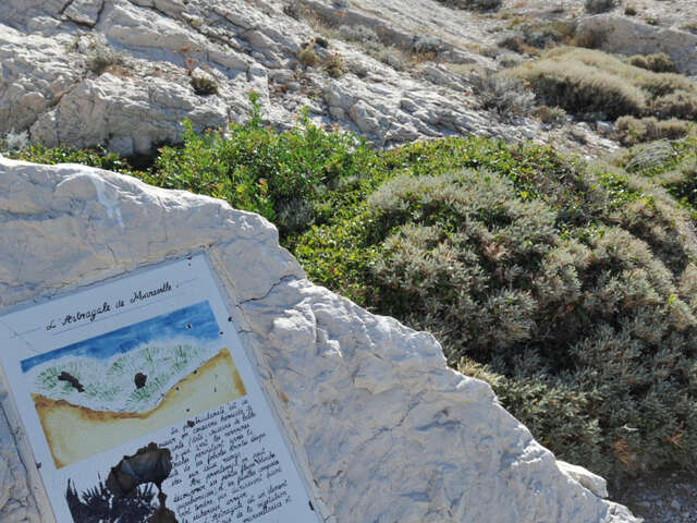 Sortie nature du Muséum : botanique des îles du Frioul (Marseille)