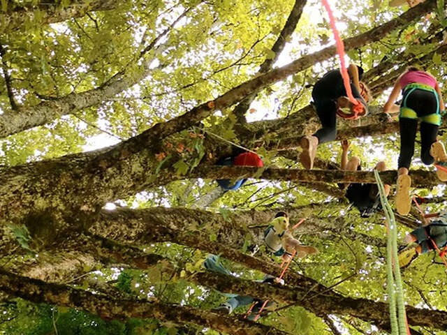Fête de la nature : Grimpe dans les arbres