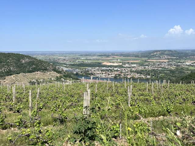 Randonnée gastronomique à travers les vignes
