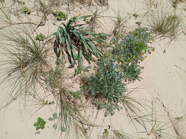 Les dunes : un patrimoine naturel résilient