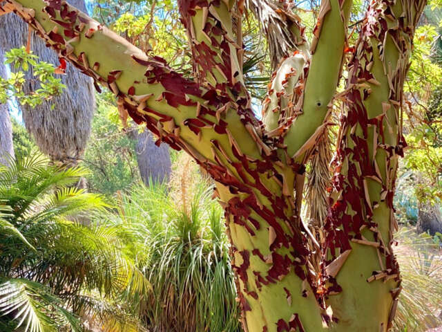Jardin Botanique de Nice