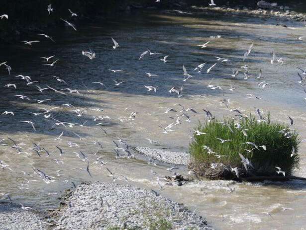 Exposition - "Natur'ailes"