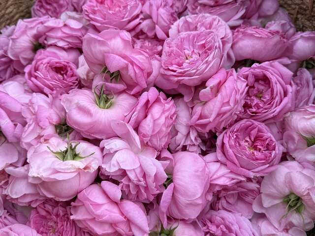 Grasse : Une matinée de récolte et immersion au cœur de la Rose Centifolia