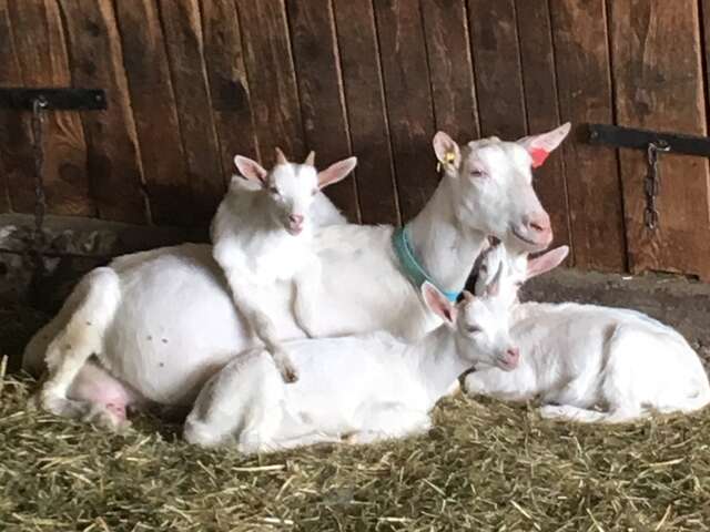 GAEC du Banc du Peyron