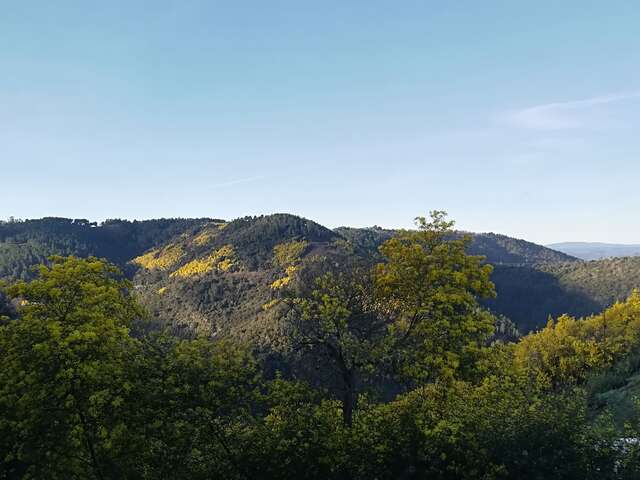 La Floraison du Mimosa à Tanneron, Pays de Fayence