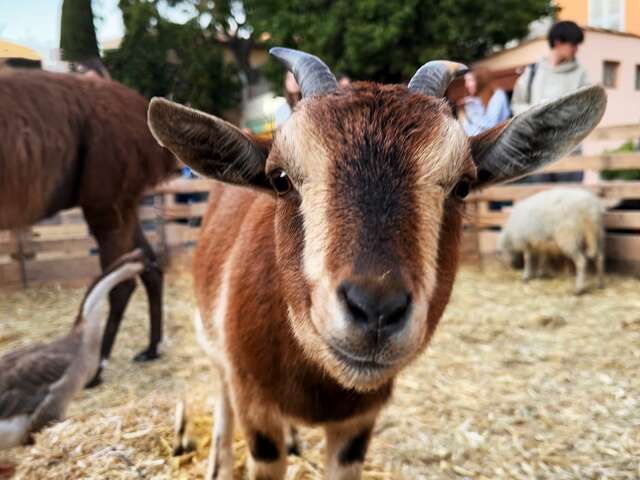 Petite ferme de Noël