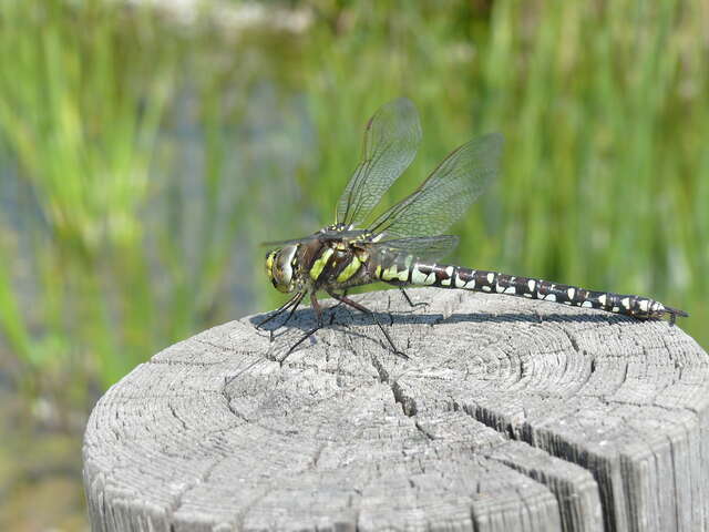 Plongée dans un écosystème exceptionnel