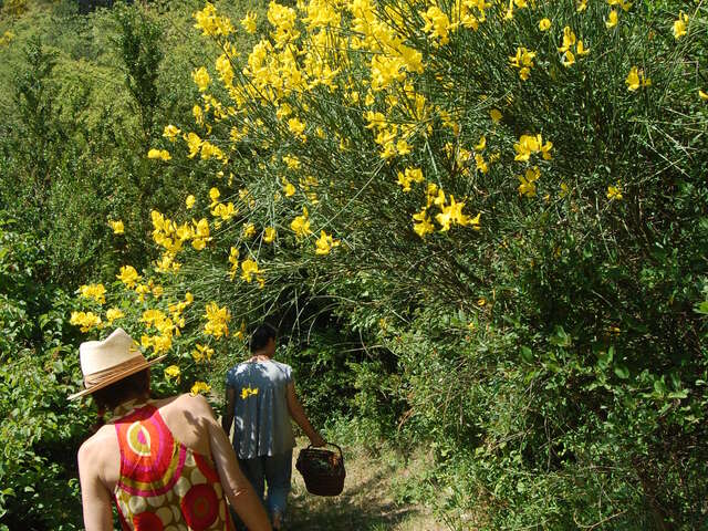 Les Aventurières du Goût - Découverte des fleurs et plantes sauvages comestibles