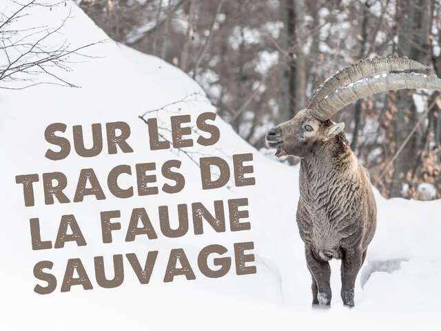 Sur les traces de la faune sauvage