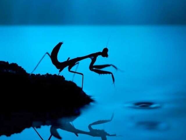 Nature event: “Stars and Insects”  - Le Naturoptère