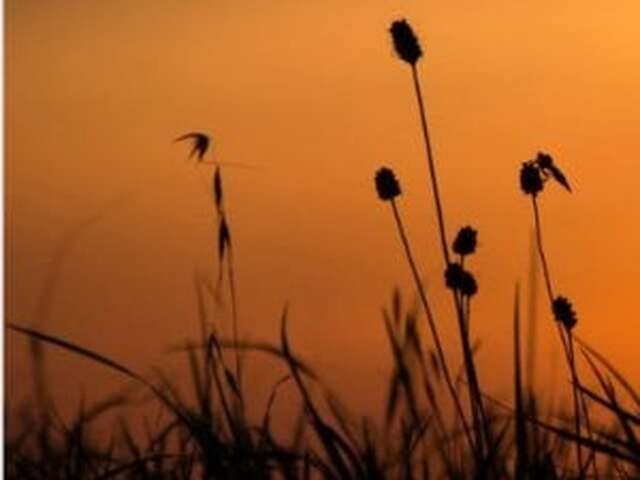 La nuit, tous les sens sont éveillés - Maison du Marais de Lavours