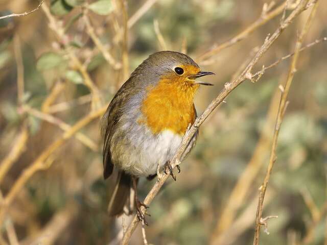 Sorties grand public de la zone humide de la Lieurette  par des bénévoles de la LPO PACA