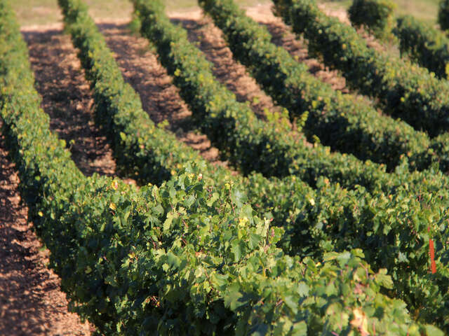 Domaine la Michelle - Nelly & Jean-François Margier