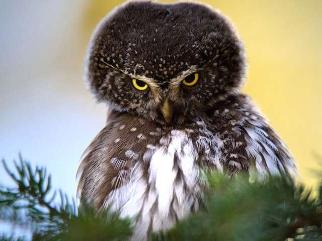 Les rapaces nocturnes