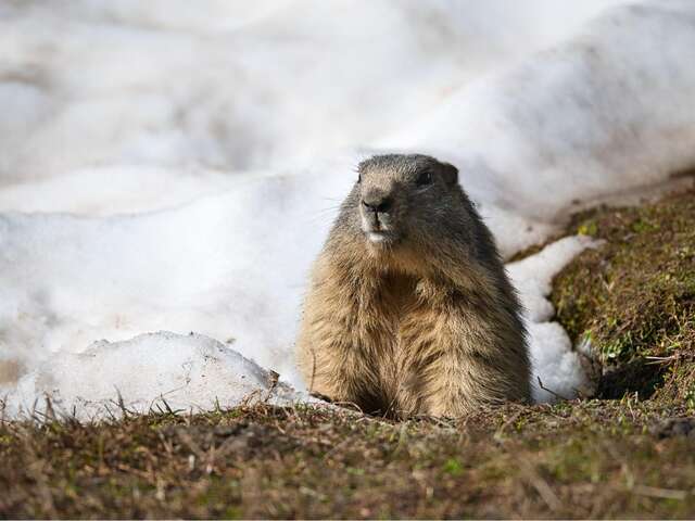 Jeu d'enquête "Marmotte, tu dors ? "