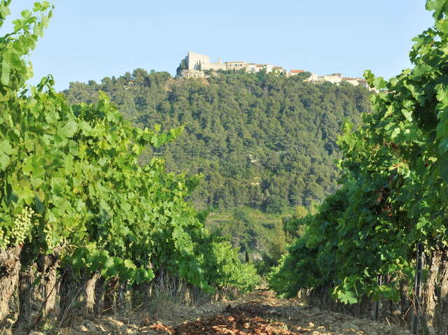 Domaine de l'Olivette