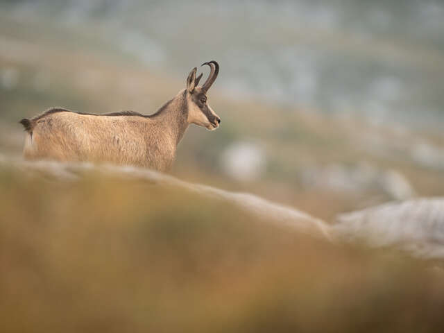 Stages d'observation et de photographie de la faune alpine avec Antoine Corcket