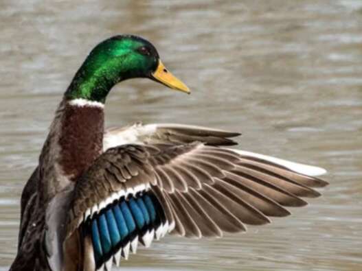 Mystère chez les canards - Marais de Lavours
