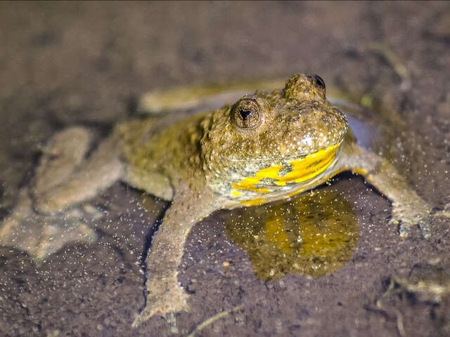 Atelier nature à la Maison du marais : découverte du crapaud sonneur (9-14 ans)