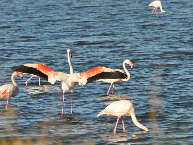 Observation des oiseaux aux Vieux Salins avec la LPO