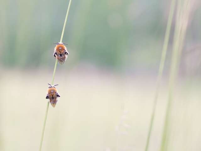 Les abeilles sauvages