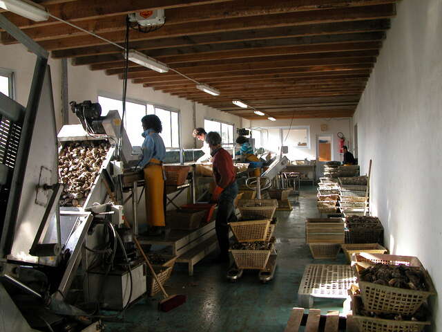 Guided tour - discovery of oyster farming